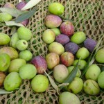 freshly picked olives