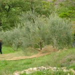 raking down the olives