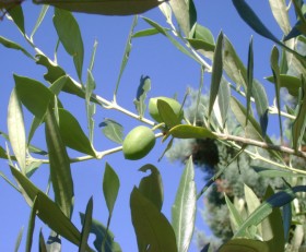 Adopt an olive tree